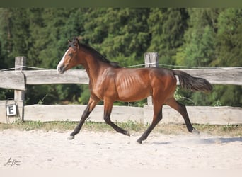 Criollo, Hengst, 1 Jahr, 144 cm, Dunkelbrauner