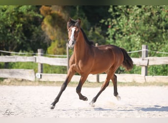 Criollo, Hengst, 1 Jahr, 144 cm, Dunkelbrauner