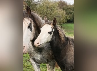 Criollo, Hengst, 1 Jahr, 145 cm, Overo-alle-Farben