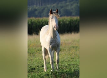 Criollo, Hengst, 1 Jahr, 145 cm, Schecke