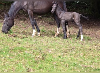 Criollo, Hengst, 1 Jahr, 150 cm, Rappe