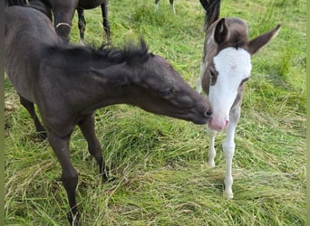 Criollo, Hengst, 1 Jahr, 150 cm, Rappe