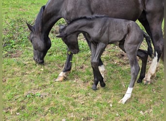 Criollo, Hengst, 1 Jahr, 150 cm, Rappe