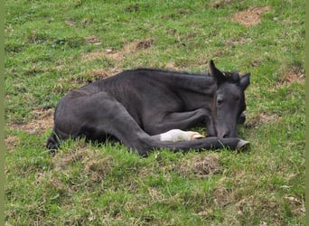 Criollo, Hengst, 1 Jahr, 150 cm, Rappe