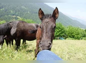 Criollo, Hengst, 1 Jahr, Rappe