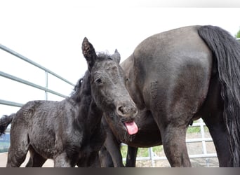 Criollo, Hengst, 1 Jahr, Rappe