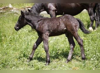 Criollo, Hengst, 1 Jahr, Rappe