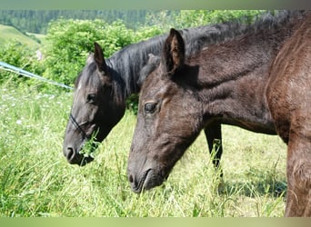 Criollo, Hengst, 1 Jahr, Rappe