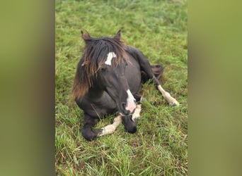 Criollo, Hengst, 1 Jahr, Rappe
