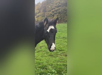Criollo, Hengst, 1 Jahr, Rappe