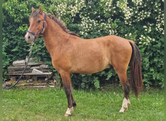 Criollo, Hengst, 2 Jahre, 137 cm