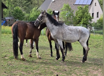 Criollo, Hengst, 2 Jahre, 148 cm, Grullo
