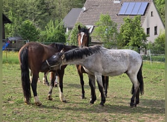 Criollo, Hengst, 2 Jahre, 148 cm, Grullo