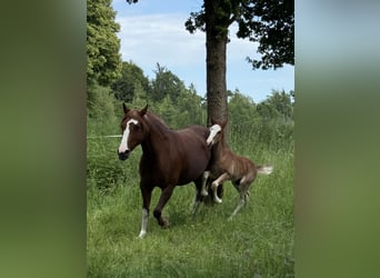 Criollo, Hengst, , 142 cm, Dunkelfuchs