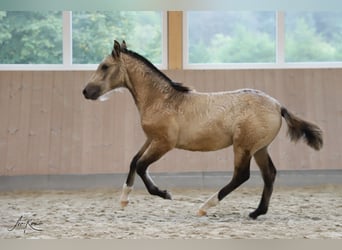 Criollo, Hengst, Fohlen (05/2024), 146 cm, Buckskin