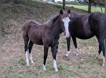 Criollo, Hengst, Fohlen (05/2024), 148 cm, Roan-Blue