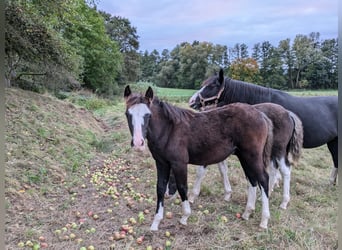 Criollo, Hengst, Fohlen (05/2024), 148 cm, Roan-Blue