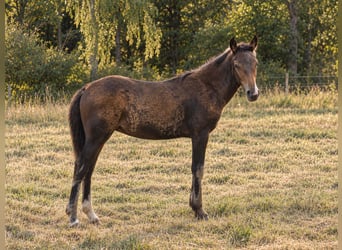 Criollo, Hengst, Fohlen (04/2026), 150 cm, Dunkelbrauner