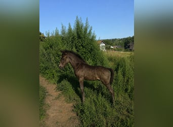 Criollo, Hengst, Fohlen (06/2026), 150 cm, Roan-Blue
