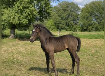 Criollo, Hengst, Fohlen (06/2026), 150 cm, Roan-Blue