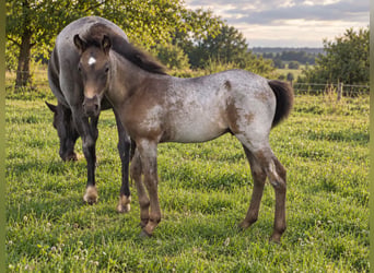 Criollo, Hengst, Fohlen (06/2026), 150 cm, Roan-Blue