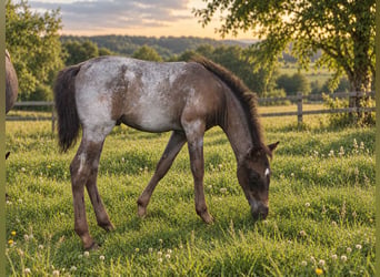 Criollo, Hengst, Fohlen (06/2026), 150 cm, Roan-Blue
