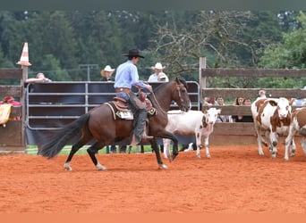 Criollo, Hengst, , 155 cm, Roan-Bay