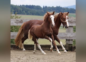 Criollo, Hengst, Veulen (05/2025), 142 cm, Donkere-vos