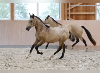 Criollo, Hengst, veulen (05/2024), 146 cm, Buckskin