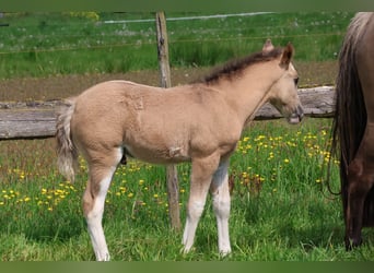 Criollo, Hengst, veulen (04/2024), 148 cm, Tobiano-alle-kleuren