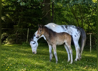 Criollo, Hengst, Veulen (04/2026), 150 cm, Donkerbruin