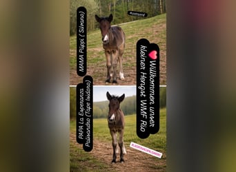 Criollo, Hengst, Veulen (04/2026), 150 cm, Donkerbruin