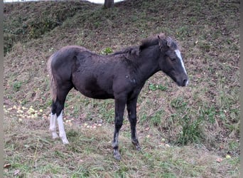 Criollo, Hengst, veulen (05/2024), 150 cm, Donkere-vos