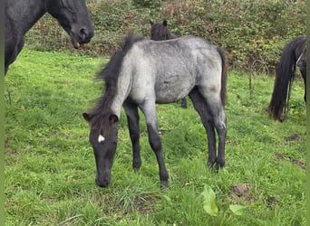 Criollo, Hengst, Veulen (06/2026), 150 cm, Roan-Blue