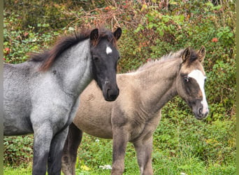 Criollo, Hengst, Veulen (06/2026), 150 cm, Roan-Blue