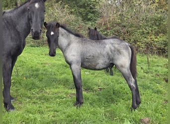 Criollo, Hengst, Veulen (06/2026), 150 cm, Roan-Blue