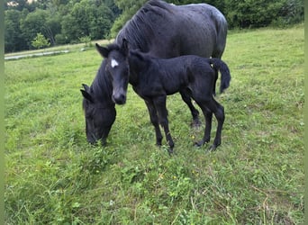 Criollo, Hengst, Veulen (06/2026), 150 cm, Roan-Blue