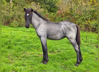 Criollo, Hengst, Veulen (06/2026), 150 cm, Roan-Blue
