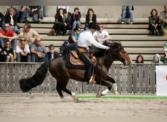 Criollo, Hengst, Veulen (06/2025), 150 cm, Zwart