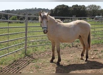 Criollo, Hingst, 1 år, Palomino