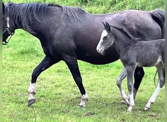 Criollo, Hingst, Föl (05/2024), 150 cm, Svart