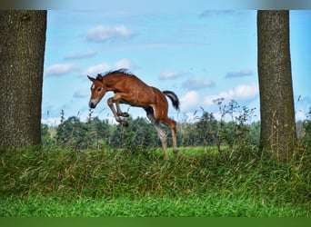 Criollo Blandning, Hingst, Föl (06/2024), 155 cm, Ljusbrun