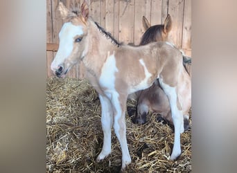 Criollo, Hingst, 8 år, 154 cm, Overo-skäck-alla-färger