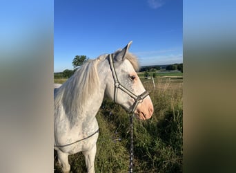 Criollo, Hongre, 10 Ans, 145 cm, Gris