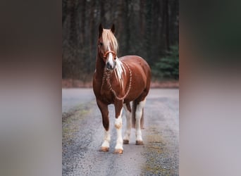 Criollo Croisé, Hongre, 10 Ans, 150 cm, Pinto