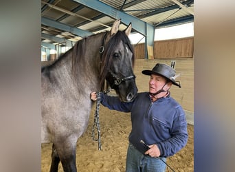 Criollo Croisé, Hongre, 11 Ans, 143 cm, Isabelle