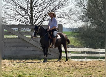 Criollo, Hongre, 13 Ans, 143 cm, Noir