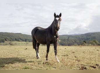 Criollo, Hongre, 2 Ans, 142 cm, Bai brun foncé