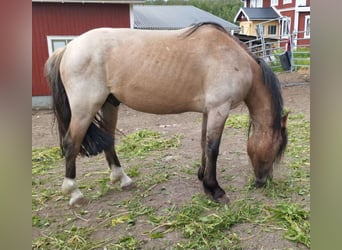 Criollo, Hongre, 3 Ans, 140 cm, Rouan Rouge