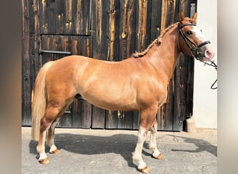 Criollo, Hongre, 3 Ans, 143 cm, Alezan